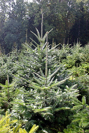 Weisstanne